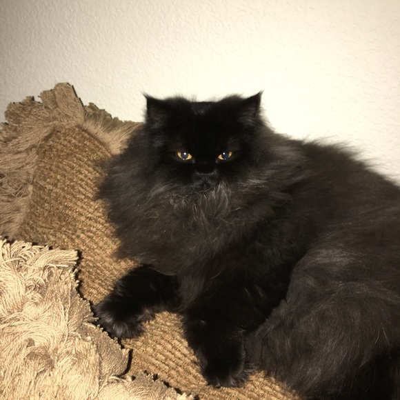 Meet your Posher, Sharon - Picture 9 of 16